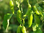 Piment Aji Amarillo - Fruits verts