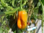 Piment Aji Amarillo - Infrutescence