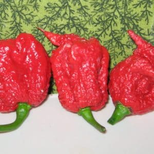 Piment Carolina Reaper - Fruits