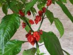 Piment Carolina Reaper - Infrutescence