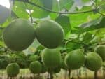Siraitia grosvenorii - Détails d'un fruit