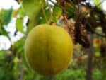 Siraitia grosvenorii - Fruit