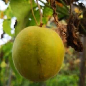 Siraitia grosvenorii - Fruit
