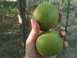 Siraitia grosvenorii - Fruits