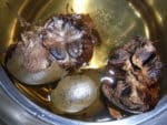 Siraitia grosvernorii - Fruits en cuisson