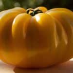 Tomate Brandywine Yellow - Fruit mûr