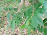 Xylopia aethiopica - Feuillage