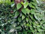 Xylopia aethiopica - Feuillage