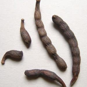 Xylopia aethiopica - Fruits (CC BY 2.0 - Stephen Buchan)