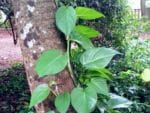 Xylopia aethiopica - Plant de Poivrier de Guinée