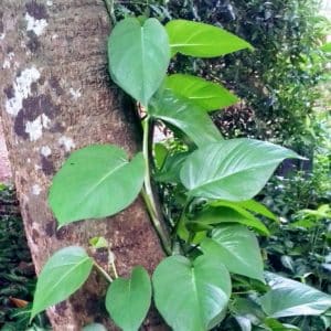 Xylopia aethiopica - Plant de Poivrier de Guinée