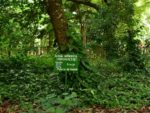 Xylopia aethiopica - Vue générale