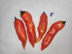 Piment Aji Amarillo Orange
