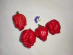 Piment Carolina Reaper Red