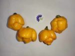 Piment Carolina Reaper Yellow
