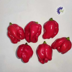 Piment Trinidad Scorpion Red - Fruits entiers