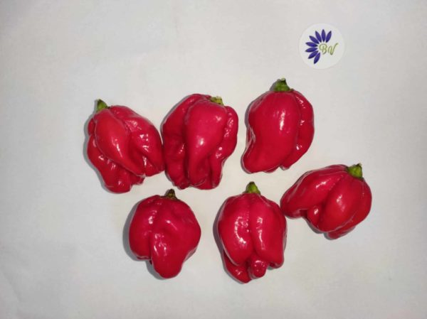 Piment Trinidad Scorpion Red - Fruits entiers