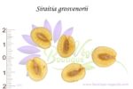 Graines de Luo han guo - Siraitia grovenorii