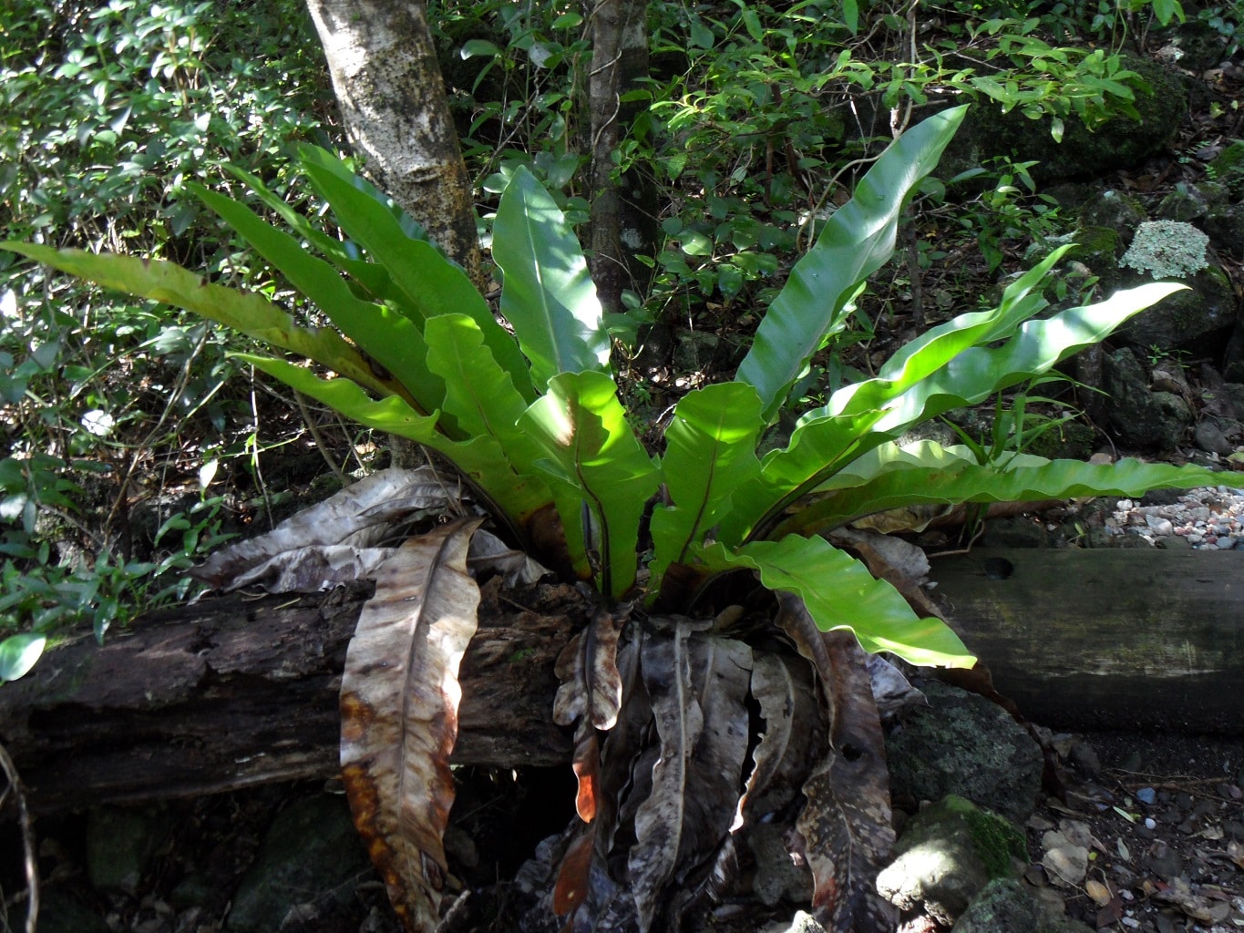 Asplenium australasicum, Culture de fougère nid d'oiseau en milieu naturel, Spores d' Asplenium australasicum, Spores de Fougère nide d'oiseau