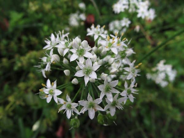 Allium tuberosum - Détail d'une fleur