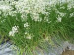 Allium tuberosum - En culture