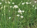 Allium tuberosum - En pleine terre