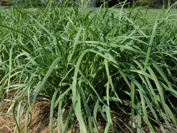 Allium tuberosum - Feuillage