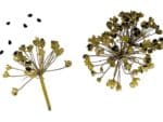 Allium tuberosum - Graines