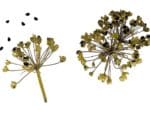 Allium tuberosum - Graines