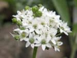 Allium tuberosum - Inflorescence