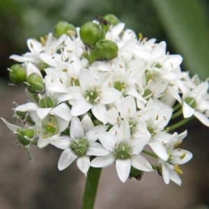 Allium tuberosum - Inflorescence