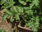 Apium graveolens var. dulce - Feuillage