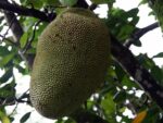 Graines de Artocarpus heterophyllus, graines de Jacquier