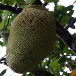 Graines de Artocarpus heterophyllus, graines de Jacquier
