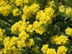 Aurinia saxatilis - Fleurs jaunes d'Alysse corbeille d'or - Graines 'Alysse 'Basket of Gold'