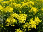 Aurinia saxatilis - Grappe de fleurs jaunes d'Alysse corbeille d'or - Graines d'Alysse 'Basket of Gold'
