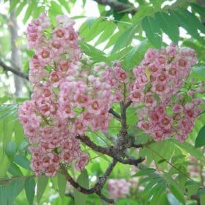 Bretschneidera-sinensis-Inflorescence