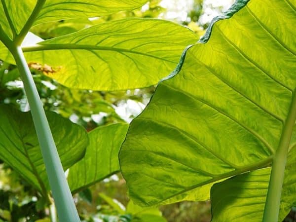 Colocasia esculenta - Revers d'une feuille