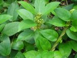 Gymnema sylvestre - Feuillage
