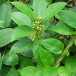 Gymnema sylvestre - Feuillage