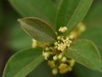 Gymnema sylvestre - Inflorescence