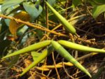 Gymnema sylvestre - Infrutescence