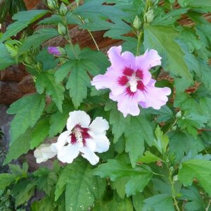 Gaines d'Hibiscus syriacus, graines d'Althéa