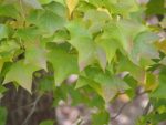 Gaines de Liquidambar formosana, graines de Copalme de formose