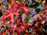 Gaines de Liquidambar formosana, graines de Copalme de formose
