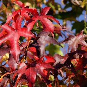 Liquidambar formosana - Feuillage d'automne