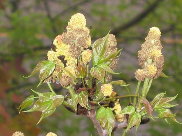 Liquidambar formosana - Feuillage et inflorescence