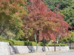 Gaines de Liquidambar formosana, graines de Copalme de formose