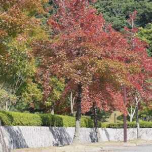 Liquidambar formosana - Vue generale