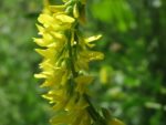 Melilotus officinalis - Détails d'une fleur
